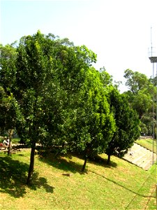 guanandi trees sao paulo