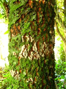 casca de guanandi jacareuba