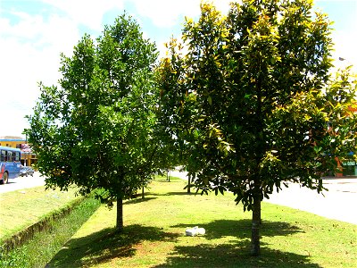 paisagismo com guanandis em bertioga