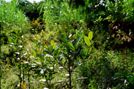 planted guanandis