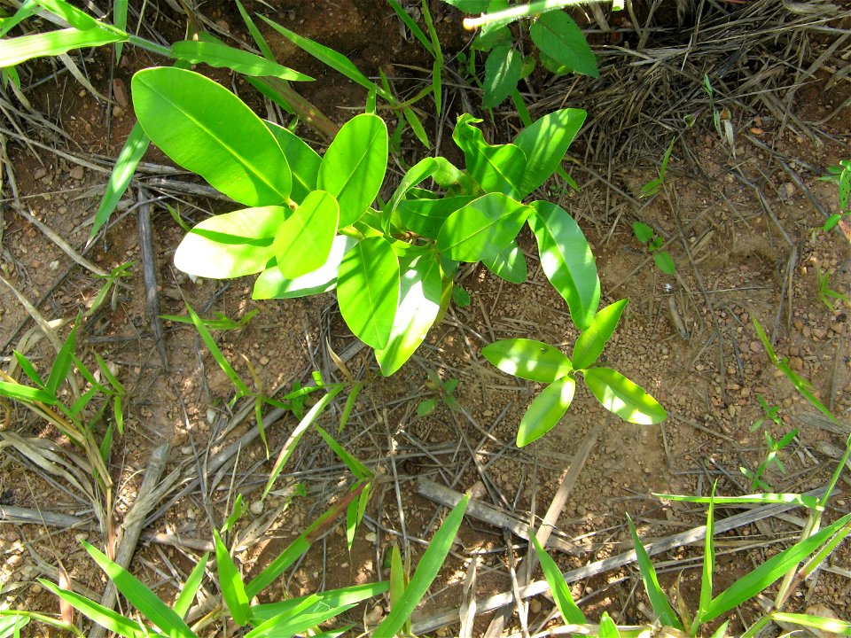 planted guanandis