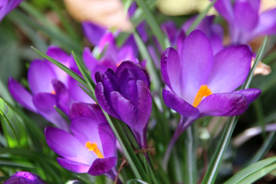 Violet garden flowers photo