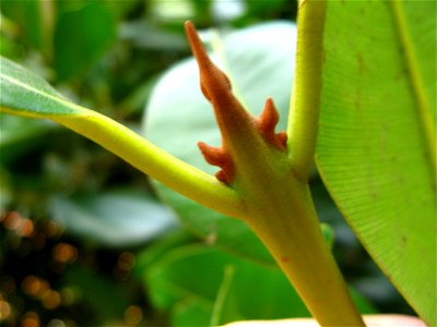 ponteirodegalhodeguanandi