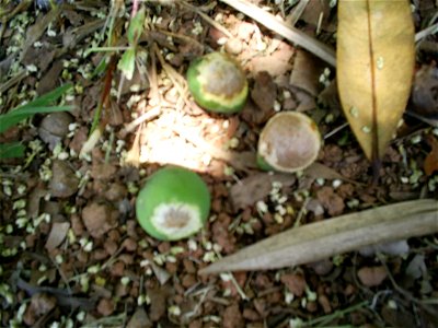 frutos de guanandi despolpados por morcegos