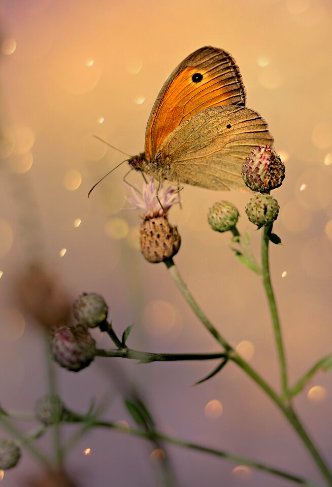 Wings flower insecta