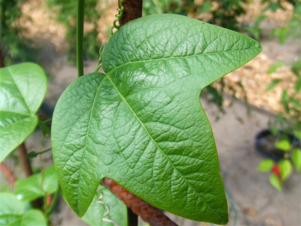 Passiflora herbertiana, picture taken at the Passiflorahoeve in Harskamp, The Netherlands