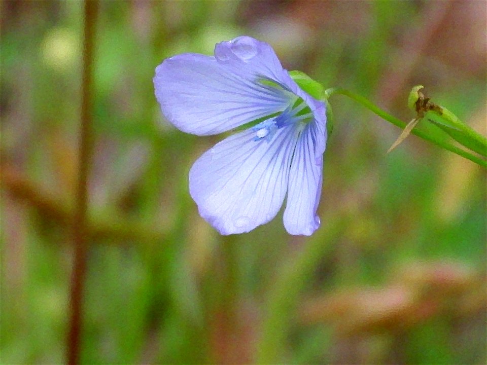 Linum bienne flower close up, Sierra Madrona, Spain
