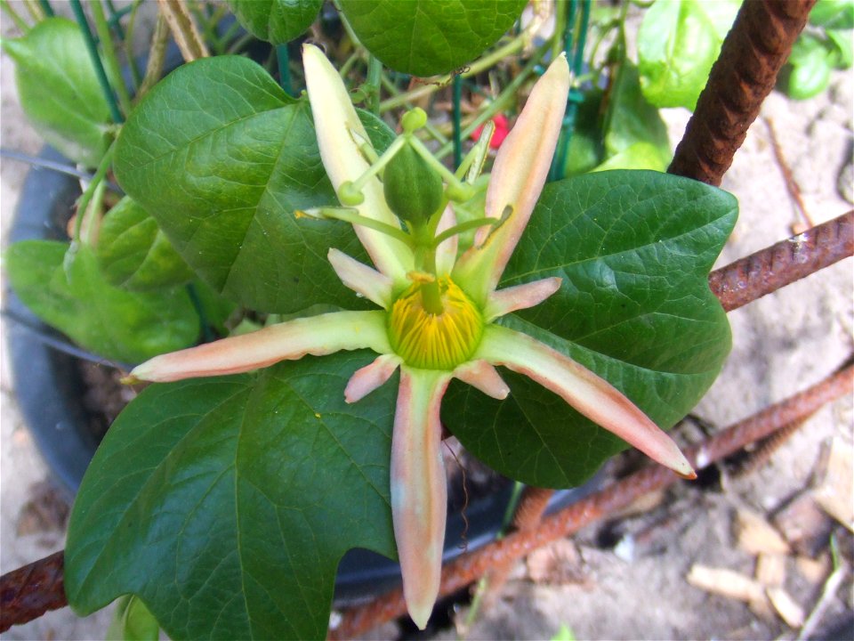 Passiflora herbertiana, picture taken at the Passiflorahoeve in Harskamp, The Netherlands