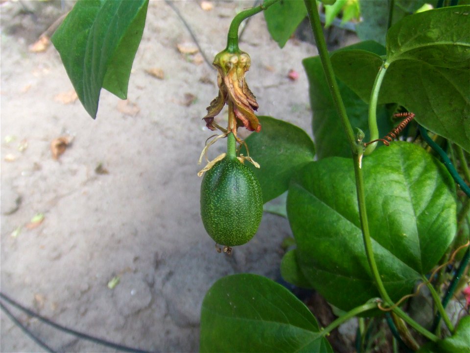 Passiflora herbertiana, picture taken at the Passiflorahoeve in Harskamp, The Netherlands