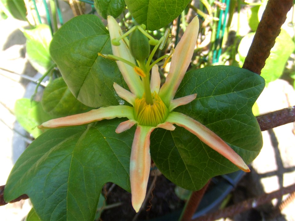 Passiflora herbertiana, picture taken at the Passiflorahoeve in Harskamp, The Netherlands