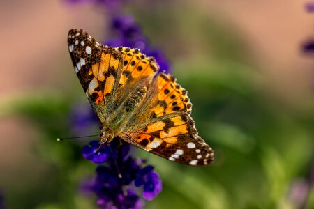 Nature summer colorful