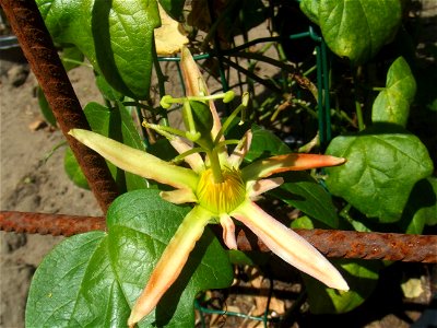 Passiflora herbertiana, picture taken at the Passiflorahoeve in Harskamp, The Netherlands