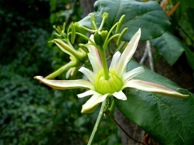 Passiflora herbertiana flower.