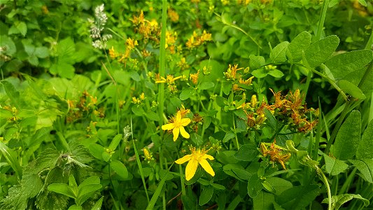 Perforate St John's wort growing under a hedgerow in Cardiff, Wales