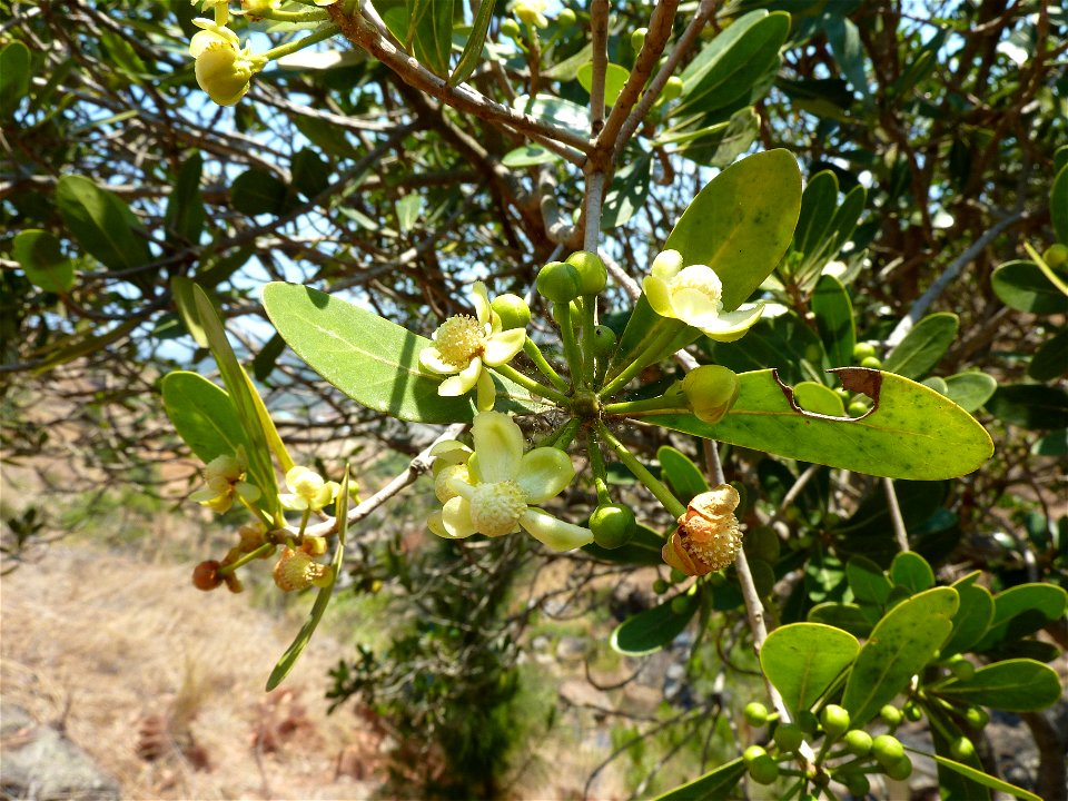 Les bourgeons et fleurs d'un tapia.