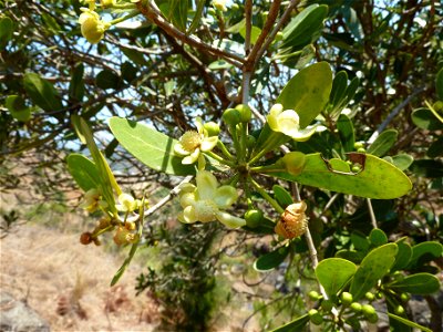 Les bourgeons et fleurs d'un tapia. photo