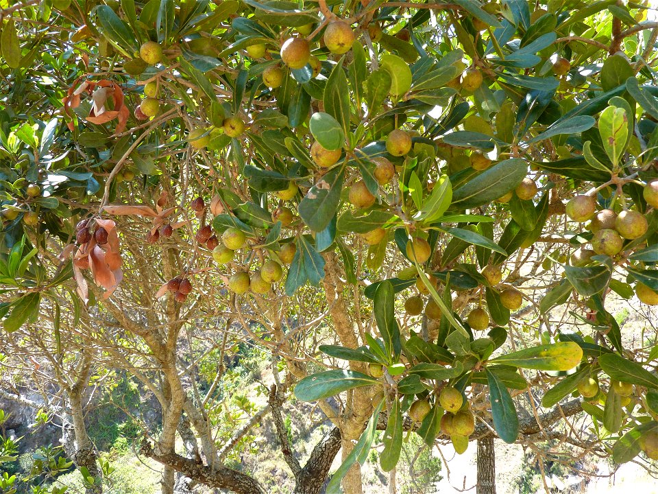 Les fruits du tapia.