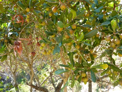 Les fruits du tapia. photo