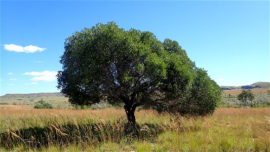 tapia (Uapaca bojeri) photo