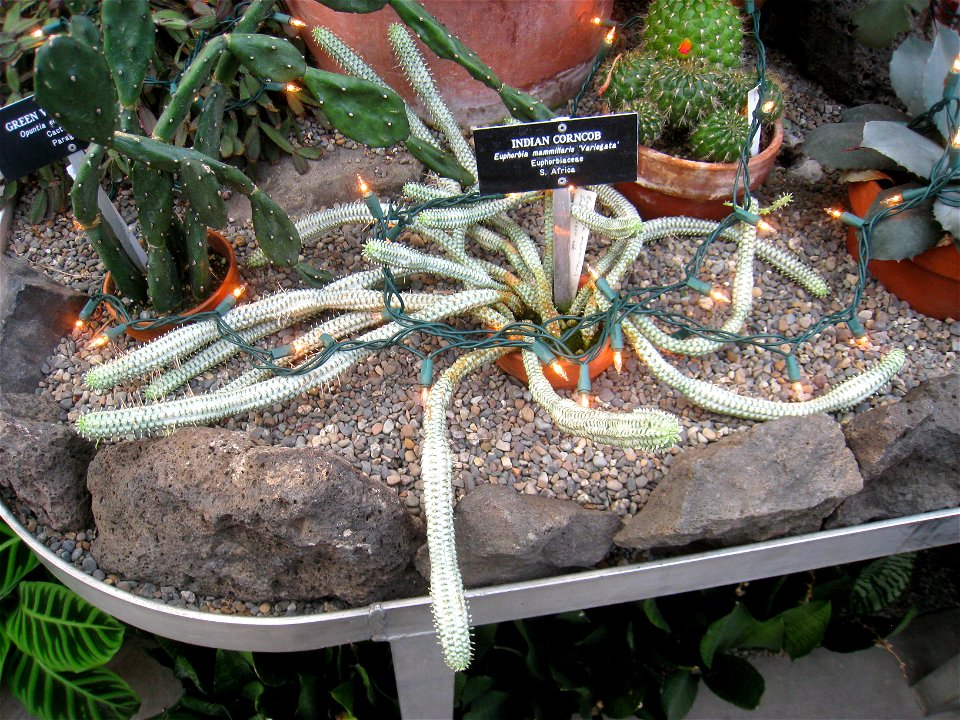 Euphorbia mammillaris specimen, Gaiser Conservatory, Manito Park, Spokane, Washington, USA.