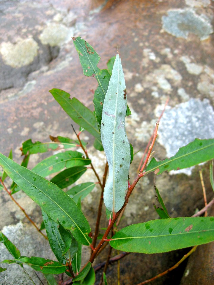 Salix caroliniana, banks of the Russel Fork, Dickenson County, Virginia.