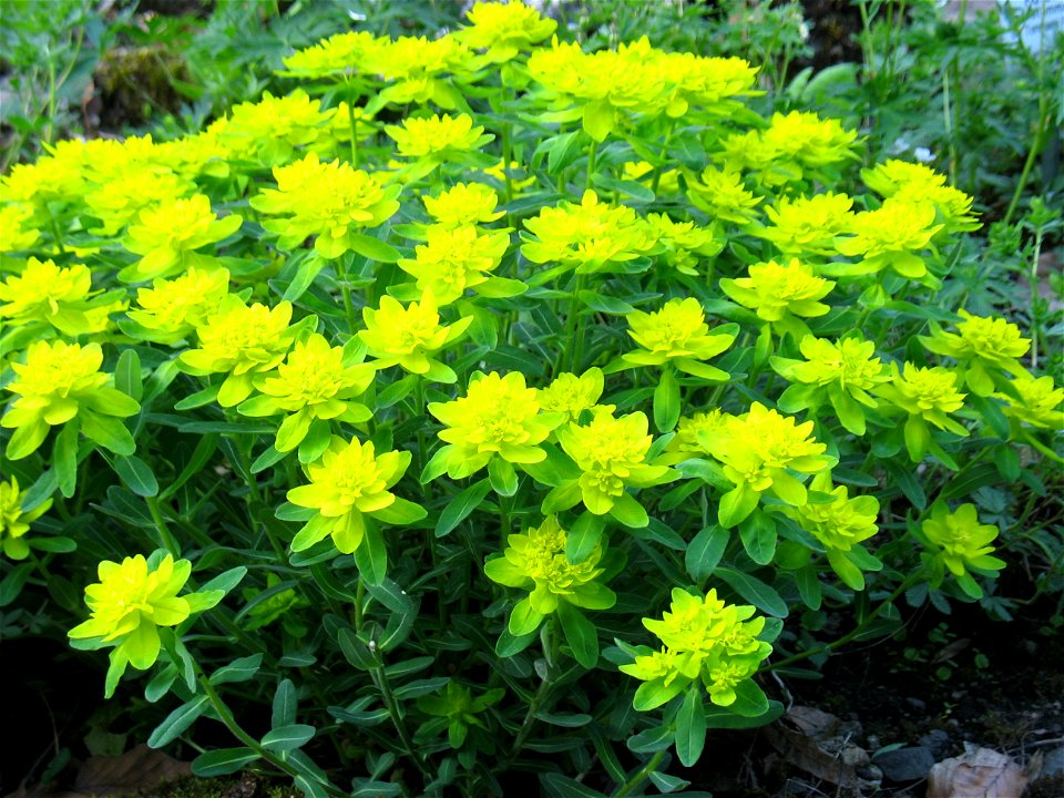 Flowering plant of Euphorbia epithymoides at the Botanical Gardens in Goettingen (Germany)