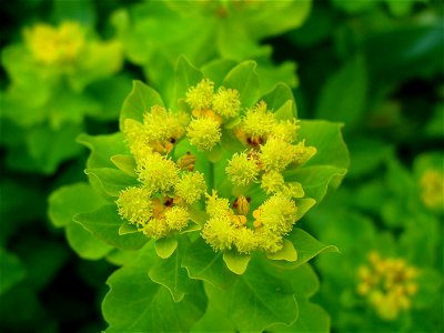 I am the originator of this photo. I hold the copyright. I release it to the public domain. This photo depicts flowers.