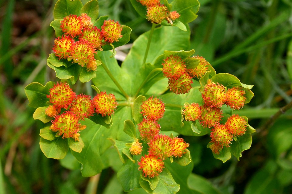 Euphorbia polychroma