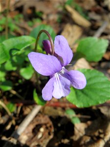 Wald-Veilchen (Viola reichenbachiana) im Habsterwiesental in Alt-Saarbrücken