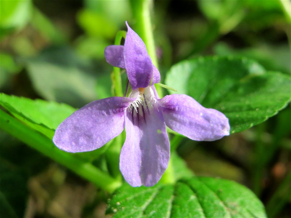 Wald-Veilchen (Viola reichenbachiana) im Schlossgarten Schwetzingen