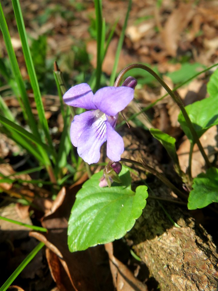 Wald-Veilchen (Viola reichenbachiana) im Habsterwiesental in Alt-Saarbrücken