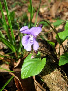 Wald-Veilchen (Viola reichenbachiana) im Habsterwiesental in Alt-Saarbrücken