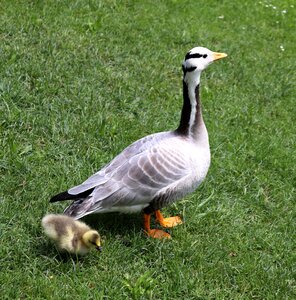 Goslings birds young goose