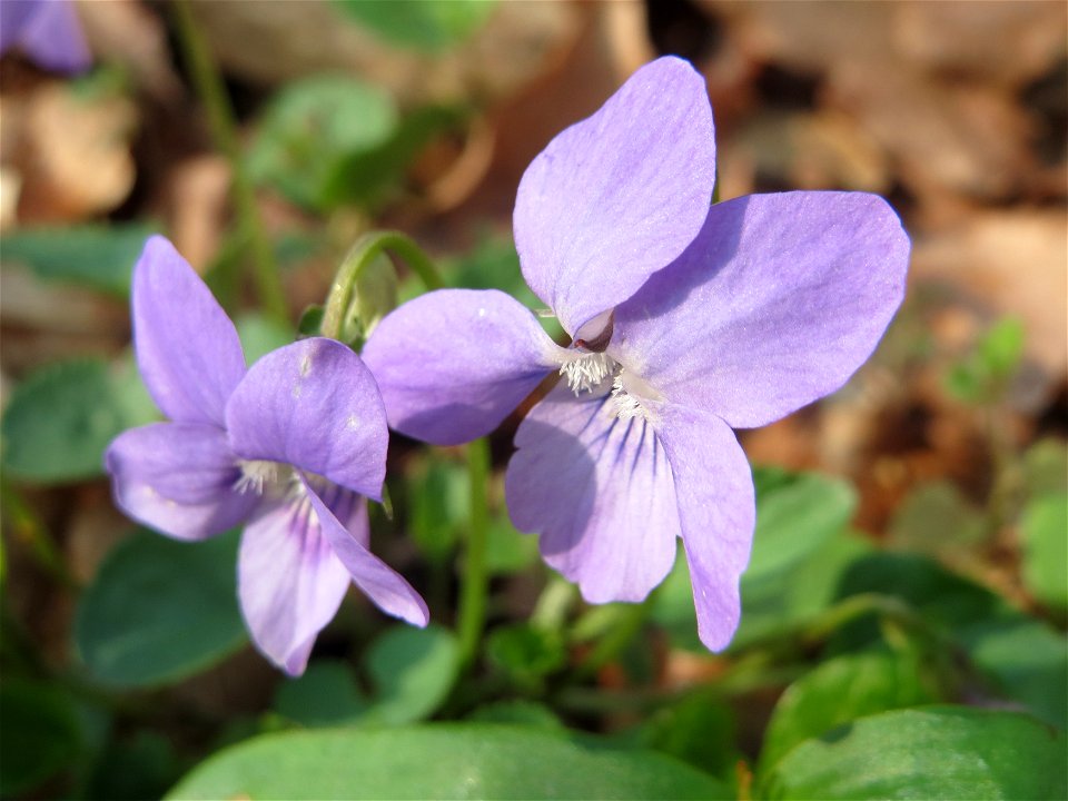 Wald-Veilchen (Viola reichenbachiana) im Saubusch in der Schwetzinger Hardt