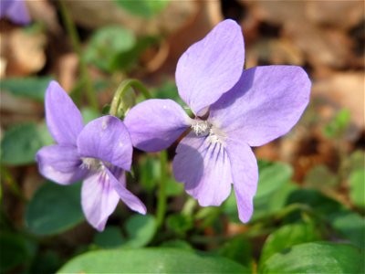 Wald-Veilchen (Viola reichenbachiana) im Saubusch in der Schwetzinger Hardt