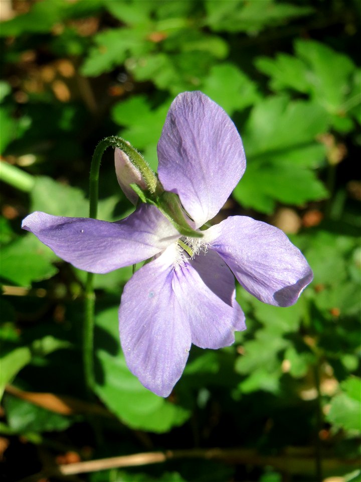 Wald-Veilchen (Viola reichenbachiana) im Saubusch in der Schwetzinger Hardt