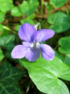 Wald-Veilchen (Viola reichenbachiana) im Saubusch in der Schwetzinger Hardt