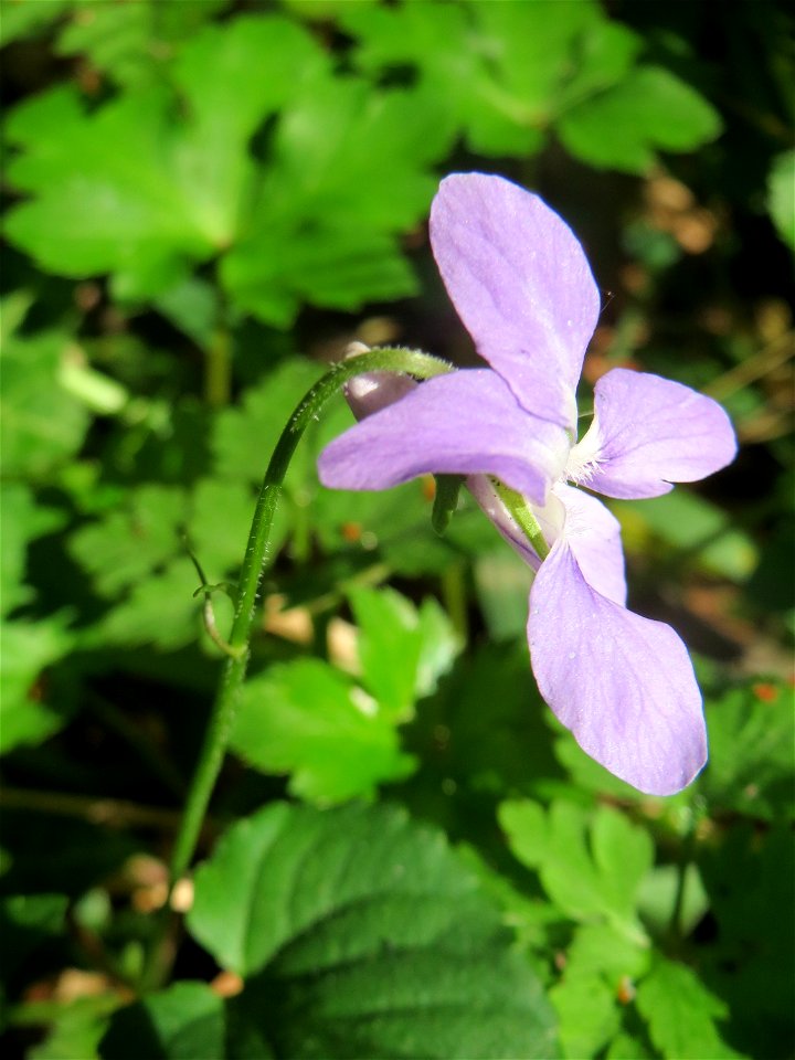 Wald-Veilchen (Viola reichenbachiana) im Saubusch in der Schwetzinger Hardt