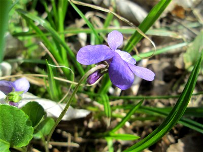 Wald-Veilchen (Viola reichenbachiana) im Unteren Saubusch in der Schwetzinger Hardt