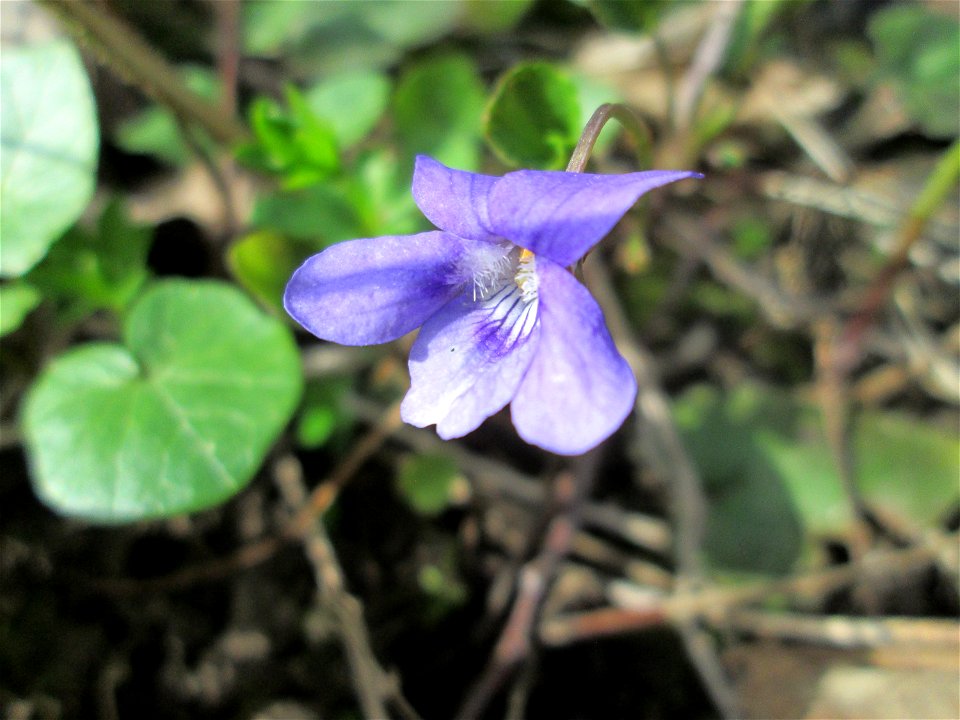 Wald-Veilchen (Viola reichenbachiana) im Unteren Saubusch in der Schwetzinger Hardt