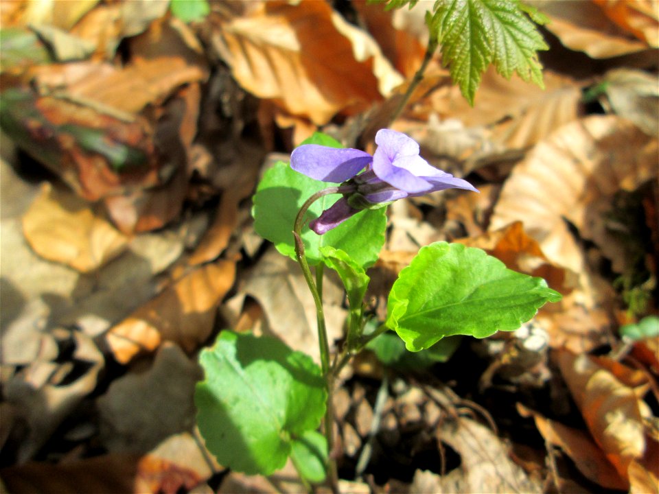 Wald-Veilchen (Viola reichenbachiana) im Landschaftsschutzgebiet „Drahtzugweiher und das Habsterwiesental“ in Alt-Saarbrücken