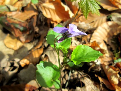 Wald-Veilchen (Viola reichenbachiana) im Landschaftsschutzgebiet „Drahtzugweiher und das Habsterwiesental“ in Alt-Saarbrücken