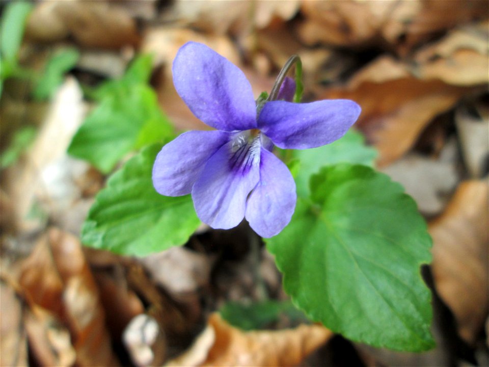 Wald-Veilchen (Viola reichenbachiana) im Landschaftsschutzgebiet „Drahtzugweiher und das Habsterwiesental“ in Alt-Saarbrücken