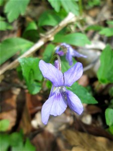 Wald-Veilchen (Viola reichenbachiana) in einem Wald  („Bruch“) bei Grosbliederstroff