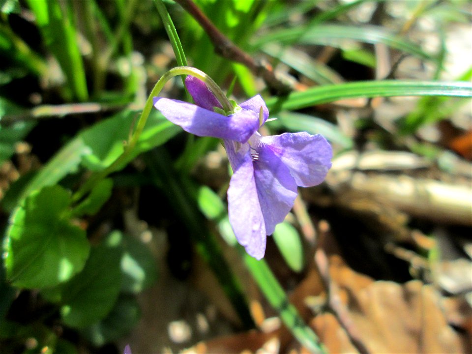 Wald-Veilchen (Viola reichenbachiana) in einem Wald  („Bruch“) bei Grosbliederstroff