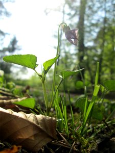 Wald-Veilchen (Viola reichenbachiana) in der Schwetzinger Hardt