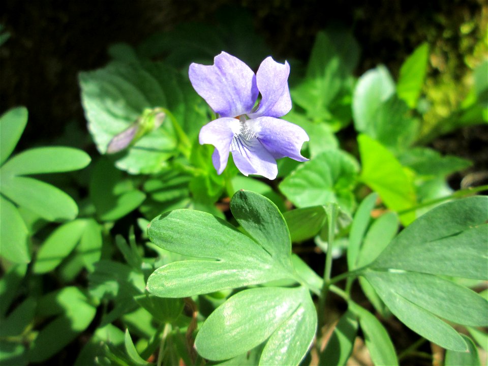 Wald-Veilchen (Viola reichenbachiana) in einem Wald  („Bruch“) bei Grosbliederstroff