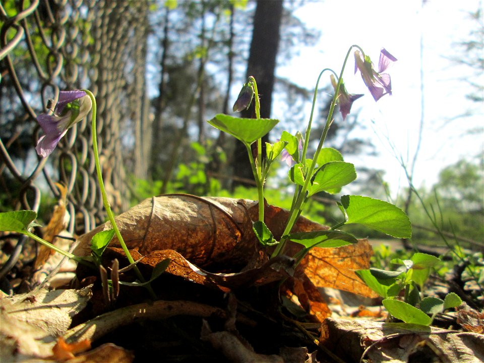 Wald-Veilchen (Viola reichenbachiana) in der Schwetzinger Hardt