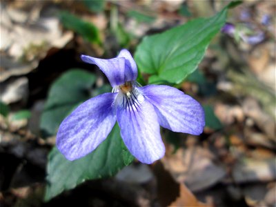 Wald-Veilchen (Viola reichenbachiana) im Steinbachtal bei Saarbrücken