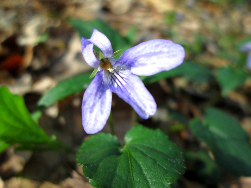 Wald-Veilchen (Viola reichenbachiana) im Steinbachtal bei Saarbrücken